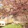 主役は桜