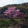 綺麗だったから思わずパシャリ　なんの花木なんだろう