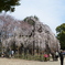 しだれ桜