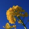 菜の花