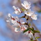 桜３
