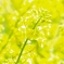 ボケた菜の花