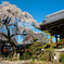 桜  犬山市 圓明寺