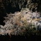 夜桜幻夢
