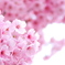 桜色