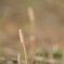 150329聖蹟桜ケ丘ウォーキングにて。その１０