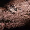 夜桜