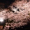 夜桜