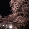 夜桜