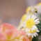 DSCF5091