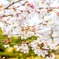 南九州の桜