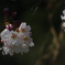 佐賀の桜