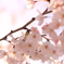 ８年振り