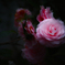 SDIM1816