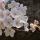 DSC03265