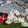 愛車で桜ドライブーcherry blossoms*