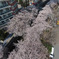 神田川　大東橋上空1
