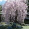圓照寺　しだれ桜