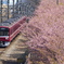 河津桜と赤い電車