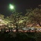 夜桜