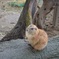えっと・・・？この生き物なんだっけ？