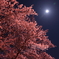 静謐な夜