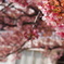 寒桜