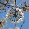 まぁーるく咲いた桜