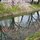 水面にも桜