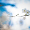 天上桜