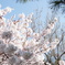 桜満開