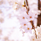 春～桜～
