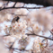 花雀