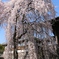 東郷寺　しだれ桜