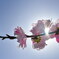 花言葉は「私はあなたのとりこ」