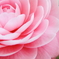 花色季節　乙女椿＃７