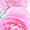 花色季節　乙女椿＃８
