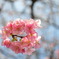 河津桜のリース