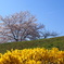 お花見日和