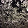 酔いの夜桜