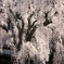 久遠寺の枝垂桜