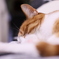 浅い眠りzzz