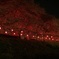 夜桜