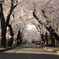 桜並木