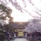 桜と夕暮れと上野東照宮