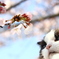 お花見