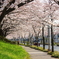 桜並木