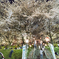 笠松競馬場前の桜