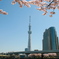 スカイツリーと桜2