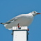 東京都の鳥　ユリカモメ